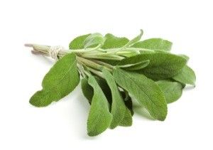 salvia