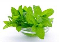 menta