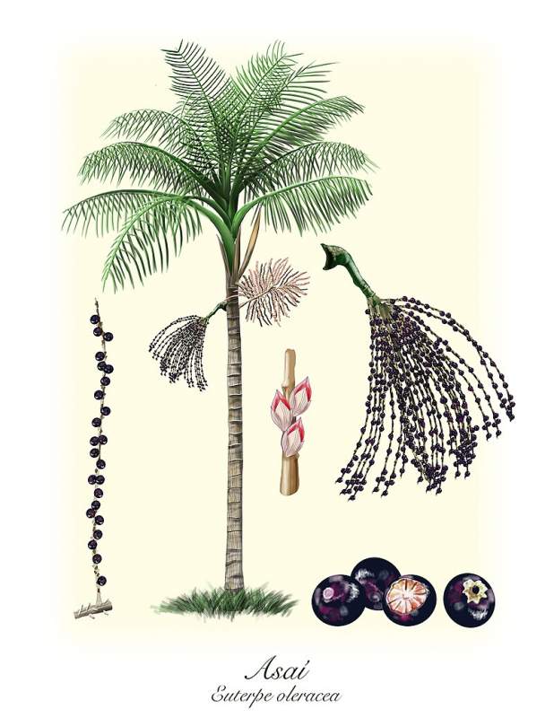 palmera de acai