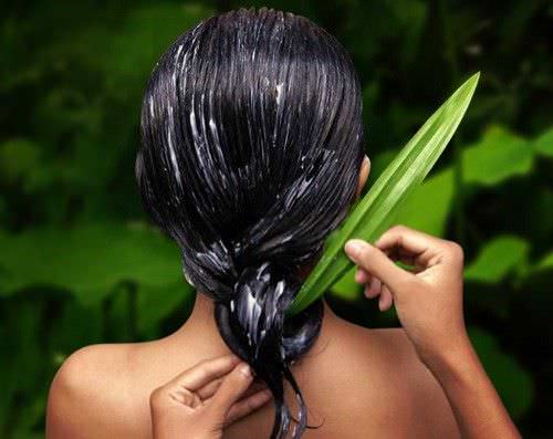 Conoce los Beneficios del Aloe para el Tratamiento del Pelo