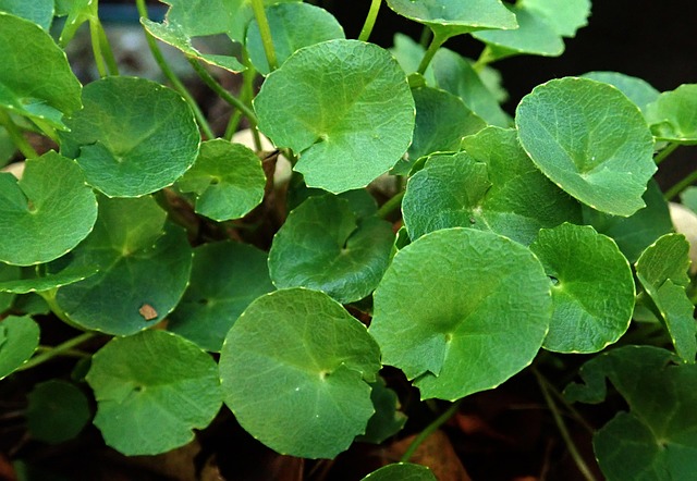 centella asiática